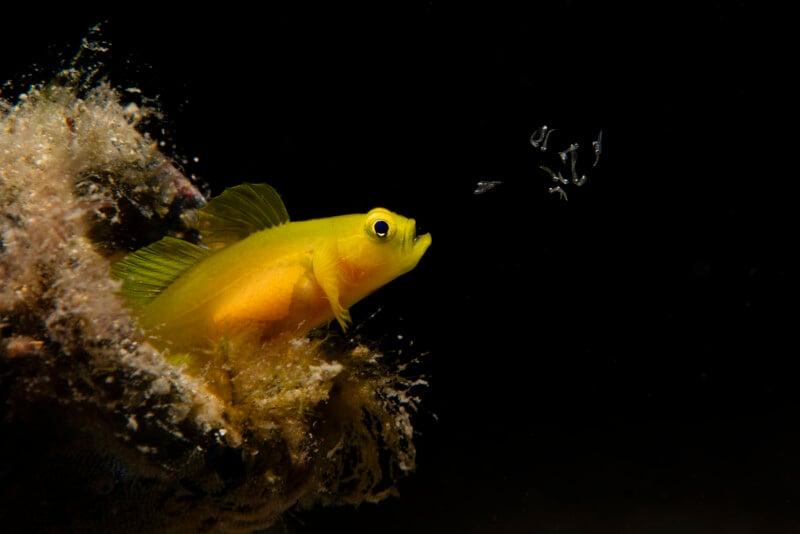 A bright yellow fish with large eyes emerges from a crevice, facing a cluster of tiny, translucent fish fry against a dark, black background.