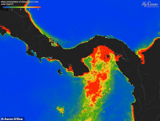 In a normal year like 2024 (pictured) the upwelling of nutrient-rich water causes a bloom of ocean life seen as an increased concentration of chlorophyll