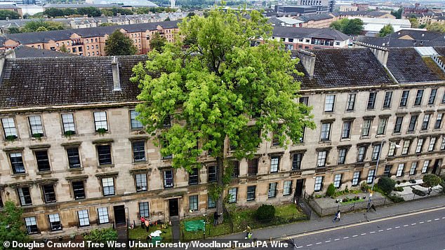 Glasgow 's 'Argyle Street Ash' won the honour after being nominated by the public as this year's wildcard entry