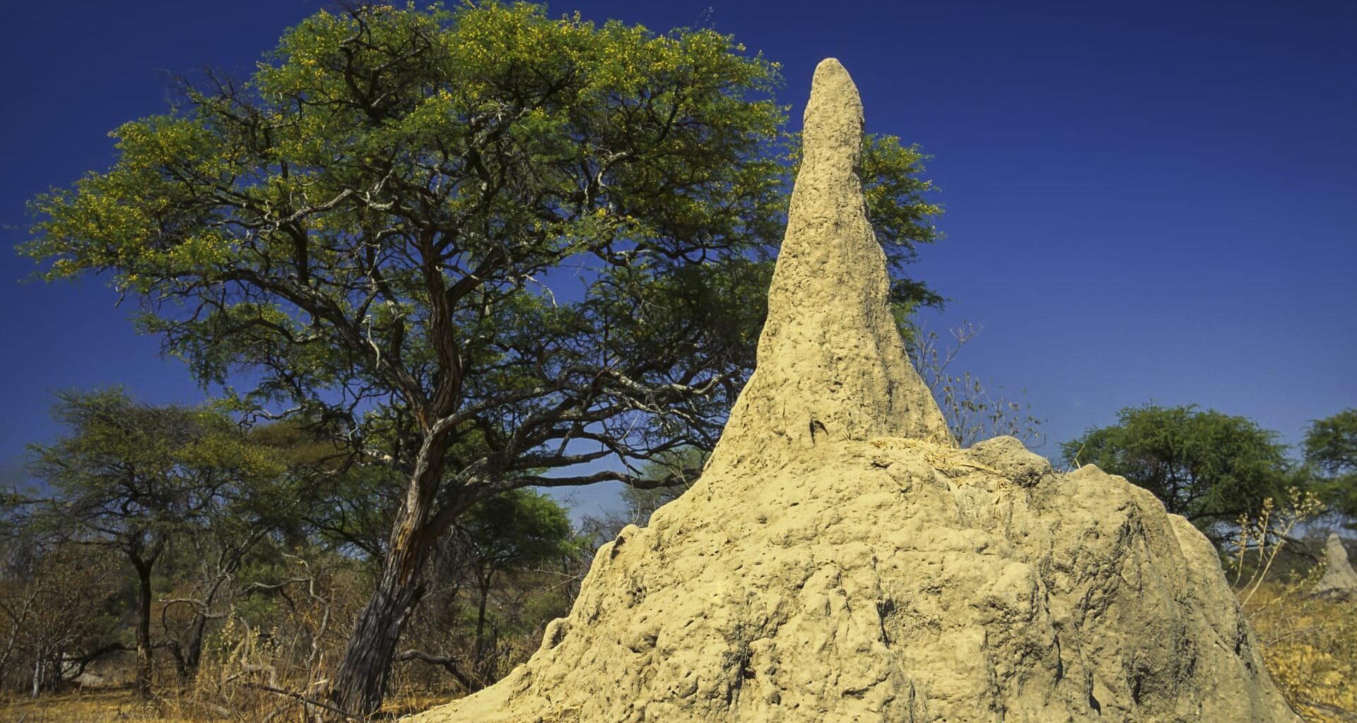 Want to beat the market for the long term? JPMorgan says bet on termites