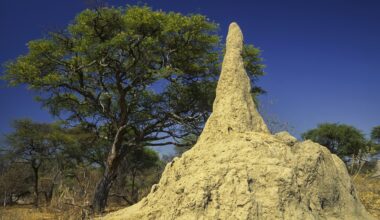 Want to beat the market for the long term? JPMorgan says bet on termites