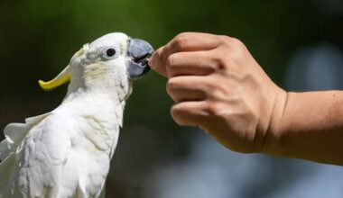 Critically endangered cockatoos take refuge in Hong Kong as conservationists race to save them
