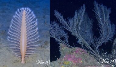 New marine survey reveals fragile ecosystems off Cyprus under threat from human activity