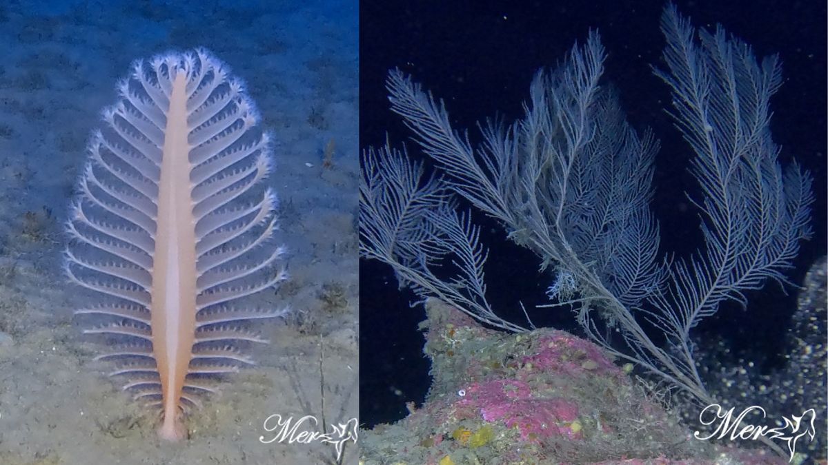 New marine survey reveals fragile ecosystems off Cyprus under threat from human activity