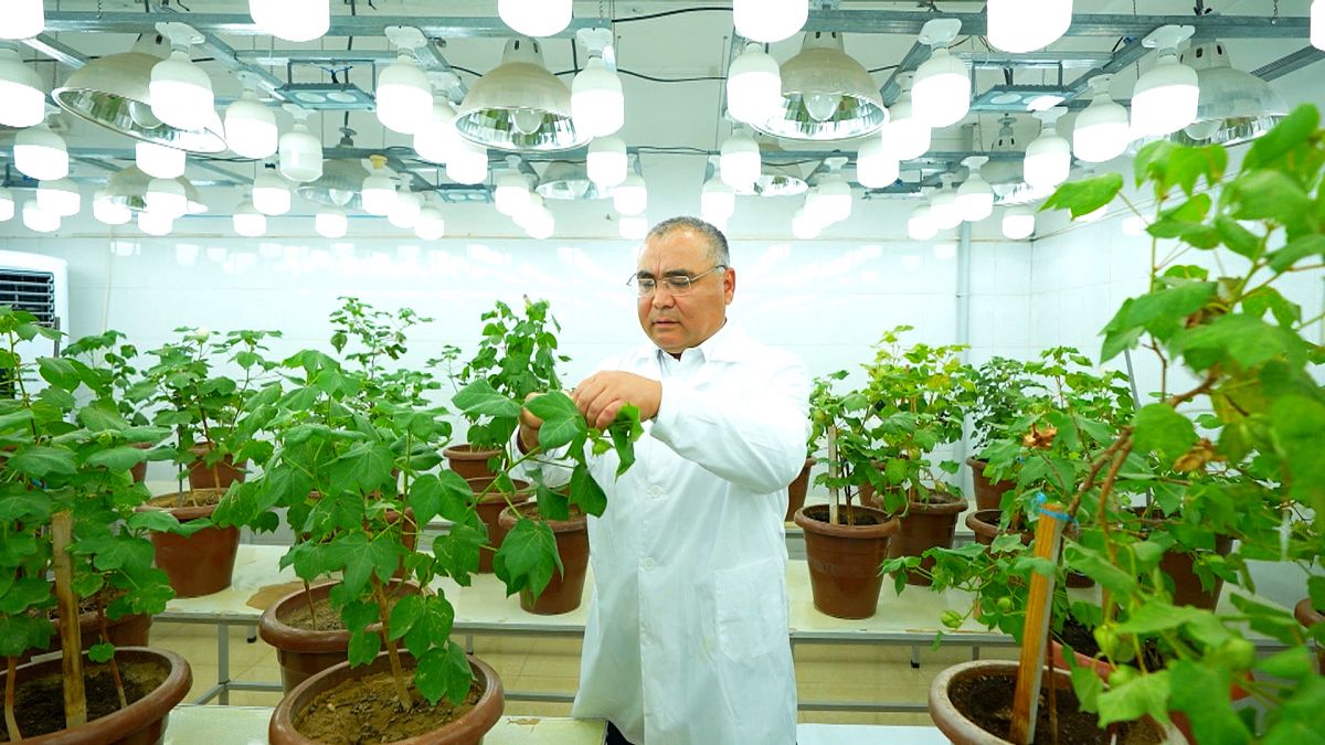 Meet the Uzbek scientist pioneering genetic breakthroughs in cotton, wheat and global food security