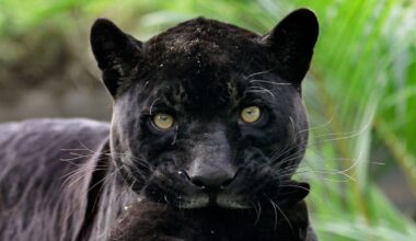 Bulgaria's black panther on the prowl mystery continues with latest sighting