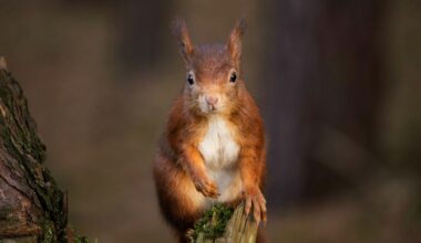 Study finds Europe’s red squirrels may cope better with global warming than expected