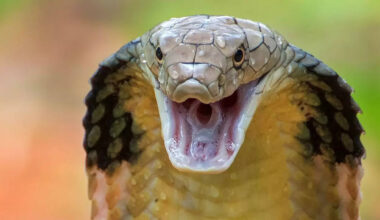 ​These 5 Snakes Are Faster Than You’d Ever Expect​