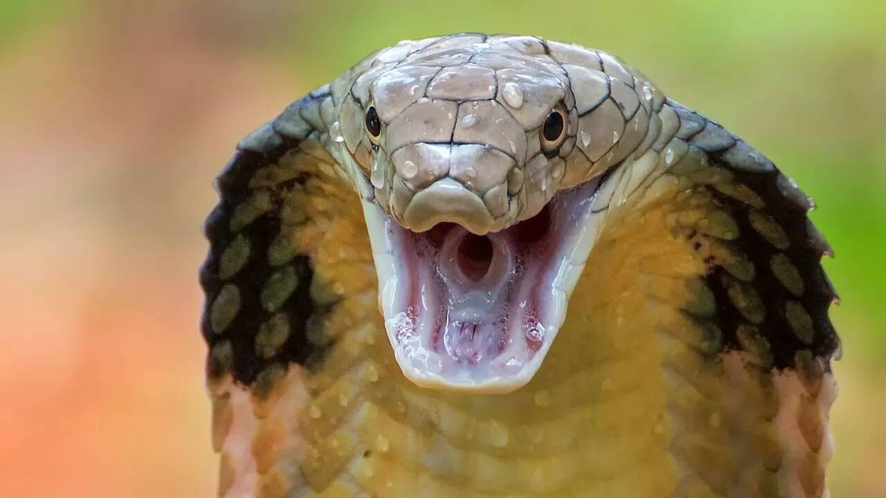 ​These 5 Snakes Are Faster Than You’d Ever Expect​