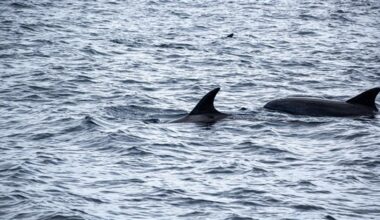 Pingtung captain who killed 43 dolphins for shark bait indicted