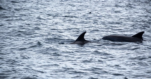 Pingtung captain who killed 43 dolphins for shark bait indicted