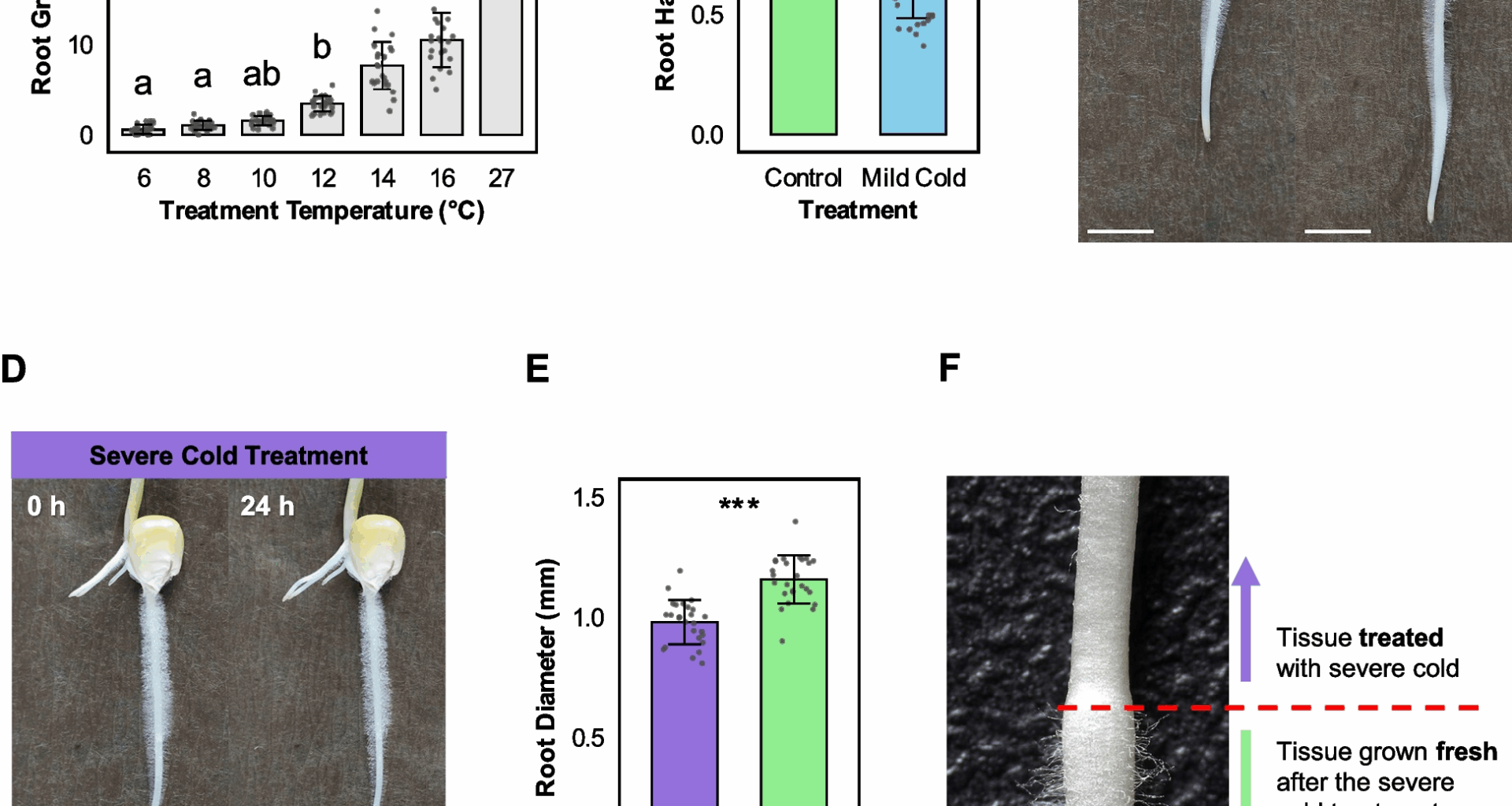 Differential cold stress intensities drive unique morphological and transcriptomic changes in Zea mays root hairs | BMC Genomics