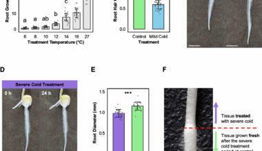 Differential cold stress intensities drive unique morphological and transcriptomic changes in Zea mays root hairs | BMC Genomics