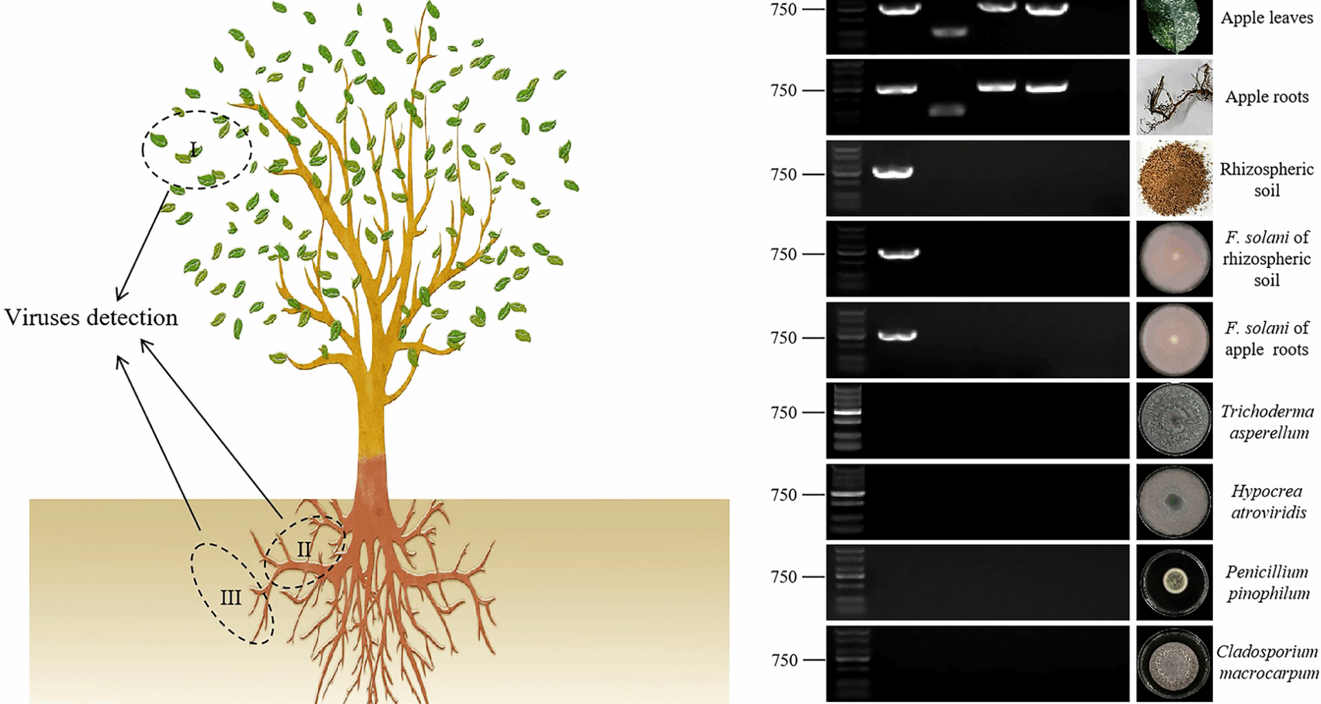Transmission of apple stem grooving virus (Capillovirus mali) to apple from the soil-borne fungus Fusarium solani | BMC Plant Biology