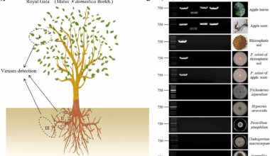 Transmission of apple stem grooving virus (Capillovirus mali) to apple from the soil-borne fungus Fusarium solani | BMC Plant Biology
