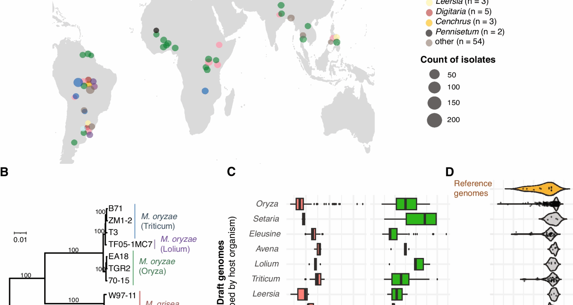Transposable elements create distinct genomic niches for effector evolution among Magnaporthe oryzae lineages | BMC Biology