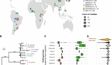 Transposable elements create distinct genomic niches for effector evolution among Magnaporthe oryzae lineages | BMC Biology