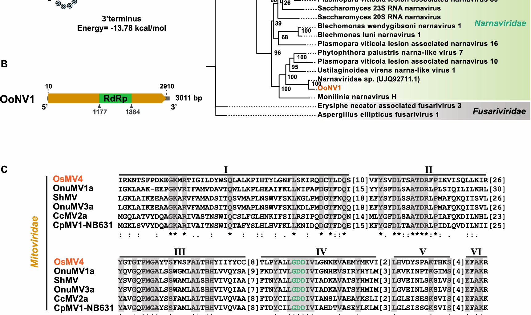 Molecular characterization of four novel mycoviruses in entomopathogenic and nematophagous fungi | Virology Journal