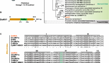 Molecular characterization of four novel mycoviruses in entomopathogenic and nematophagous fungi | Virology Journal