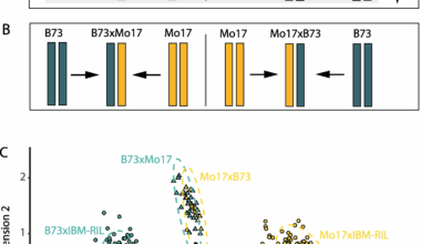 Regulation of heterosis-associated gene expression complementation in maize hybrids | Genome Biology