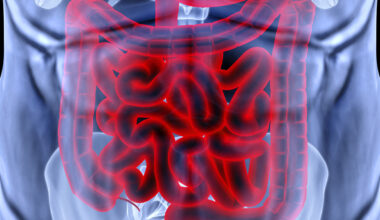 Digital illustration of the human digestive system