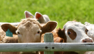 Two cows look over the wooden top rail in a corral.