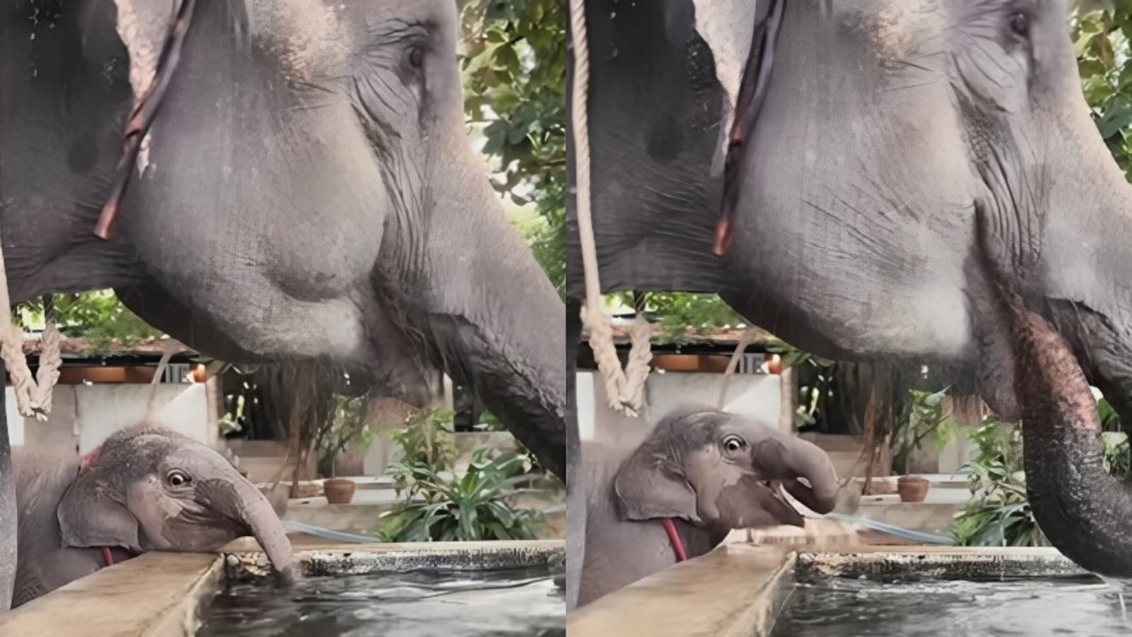 Baby elephant adorably copies mother while drinking water: 'Just like mama’ | Trending