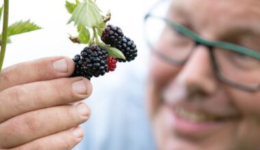 Irish scientists say early blackberries and conkers are bad news for the environment