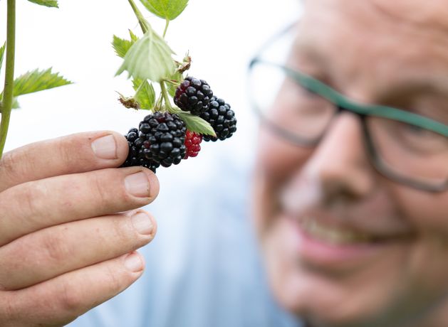 Irish scientists say early blackberries and conkers are bad news for the environment