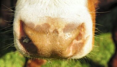 Embryo technology to aid Ireland’s battle against TB in cattle