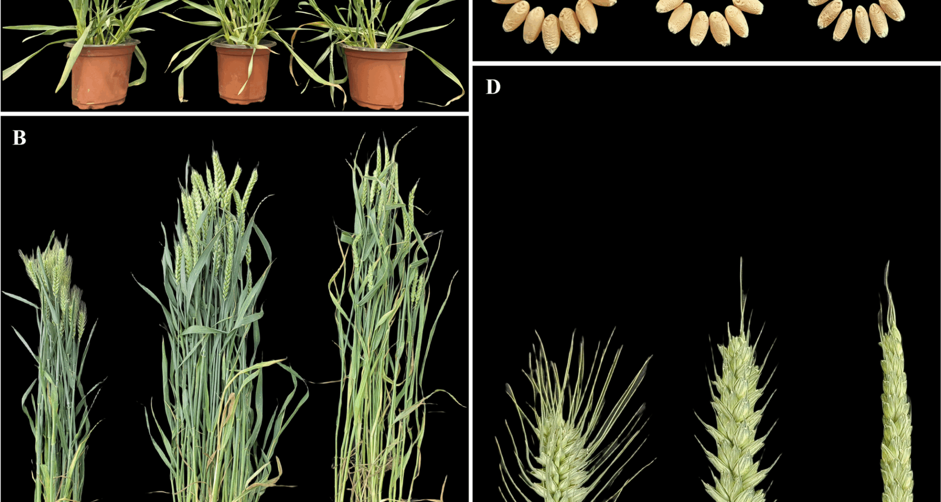 Transcriptome dynamics and allele-specific regulation underlie wheat heterosis at the anthesis and grain-filling stages | BMC Genomics