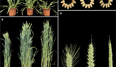 Transcriptome dynamics and allele-specific regulation underlie wheat heterosis at the anthesis and grain-filling stages | BMC Genomics