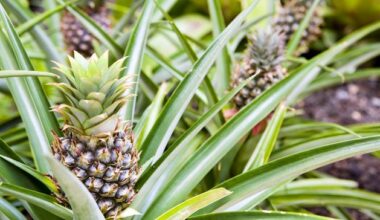 Diarmuid Gavin: Exotic pineapple’s journey to Waterford