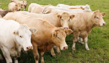 Farmers need price clarity as ‘astronomical’ money tied up in cattle