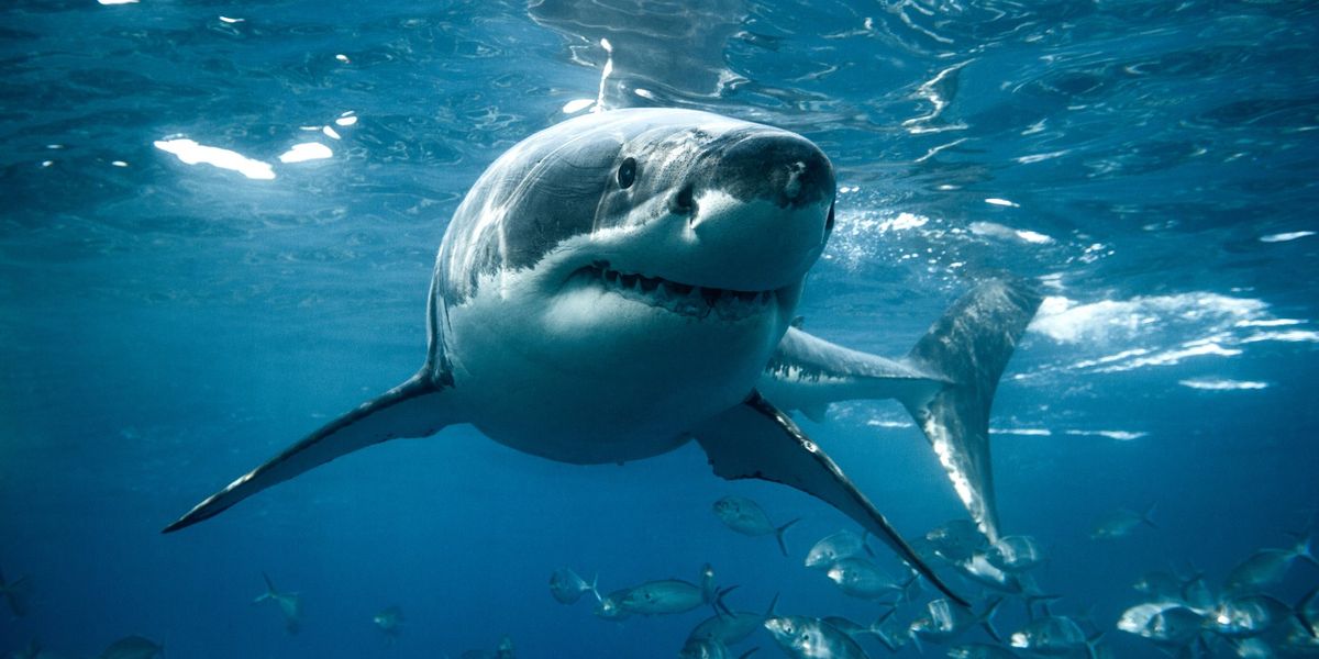 Sharks are losing their bite and here's why it should really worry you