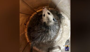 Woman Finds 'Dying' Animal At Bottom Of Trash Can — Then Saves A Precious Life