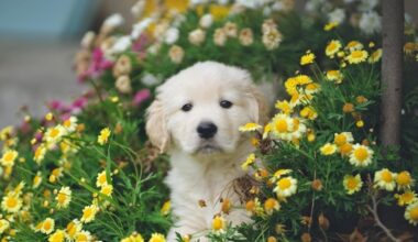 Optical illusion: Only those with high IQ can spot the puppy in viral challenge
