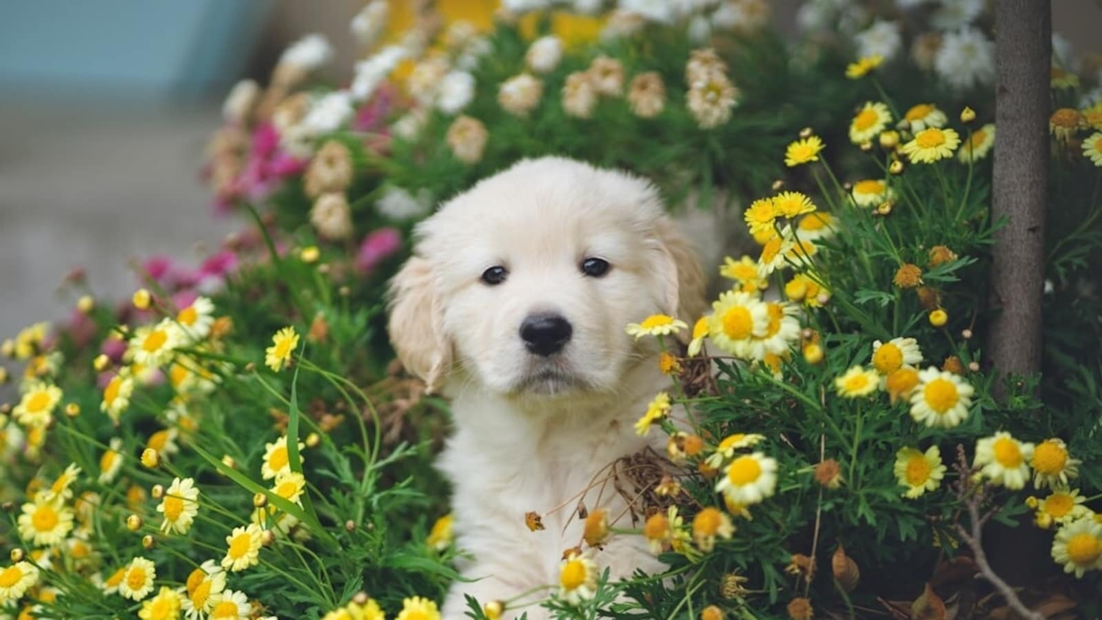 Optical illusion: Only those with high IQ can spot the puppy in viral challenge