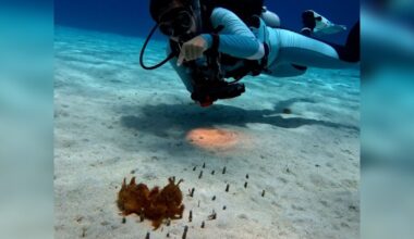 Scuba Diver Passes 'Piece Of Seaweed' And It Turns Out To Be A Rare Animal