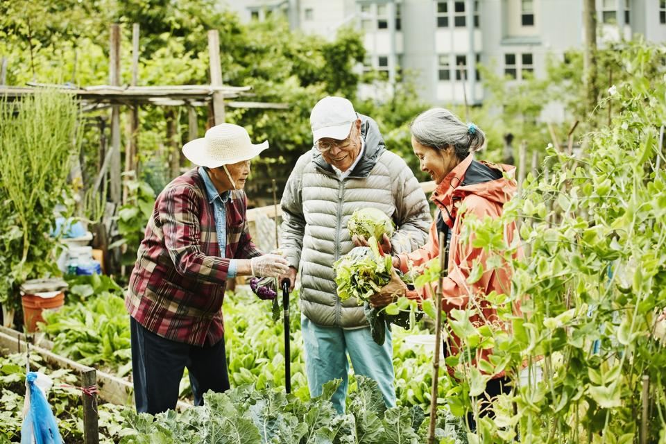 Smiling mature woman helping senior parents pick vegetables while working together in community garden