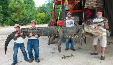 Near-record 14-foot alligator caught on opening day.