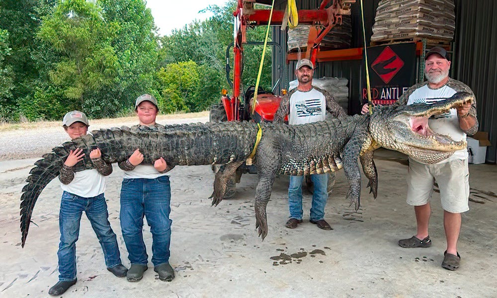 Near-record 14-foot alligator caught on opening day.