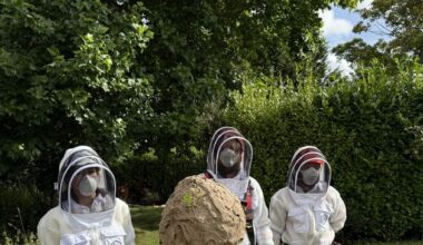 Nest of invasive Asian hornets ‘safely removed’ in first for Ireland