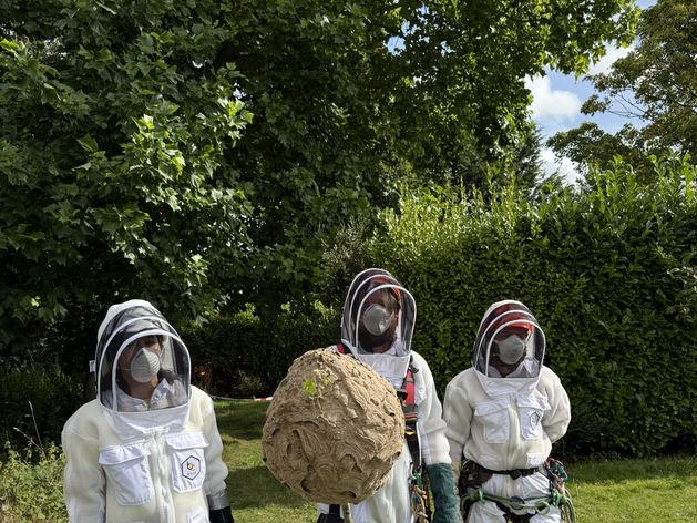 Nest of invasive Asian hornets ‘safely removed’ in first for Ireland