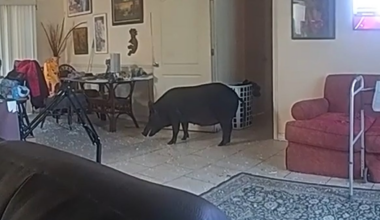 Florida wild hog busts into Lehigh Acres home, battles cops. See video