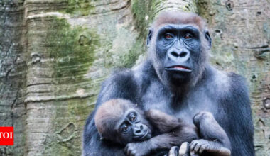 Cross River Gorilla: Africa’s rarest great ape hidden in remote forests; discover their uniqueness, behaviour, and habitat |