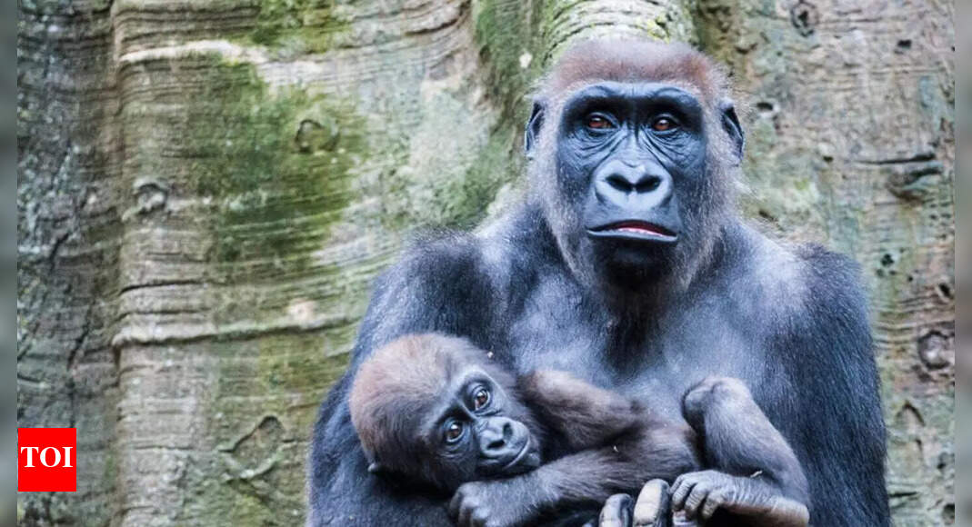 Cross River Gorilla: Africa’s rarest great ape hidden in remote forests; discover their uniqueness, behaviour, and habitat |