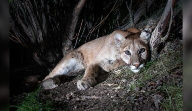 Stunning Animal Poses For Trail Cam Photo Op In The Middle Of The Night