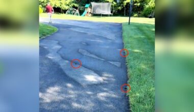 Man Leaving For Work Finds Dozens Of Wild Babies All Over His Driveway