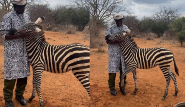 Zookeeper turns mommy figure for orphaned baby Zebra, wears zebra-striped shirt: 'What a fine pair'